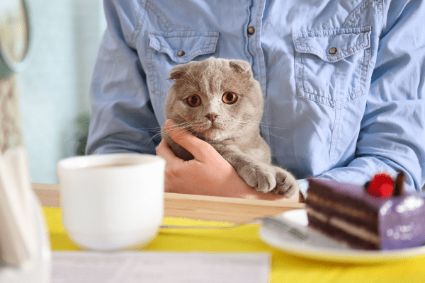 Estruturando um Gatoteca