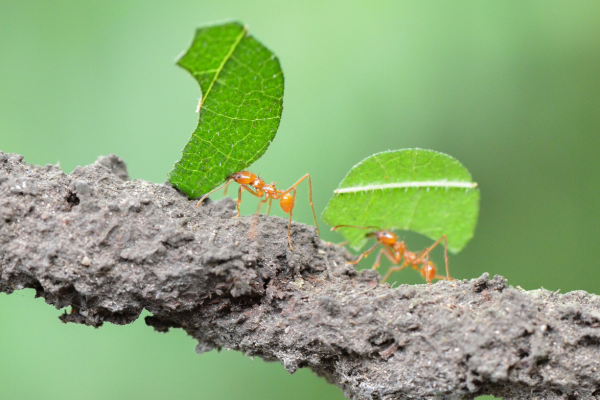 Guia Definitivo: Como Eliminar Formigas Cortadeiras de Seu Jardim
